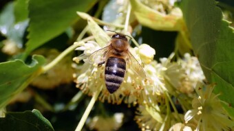 Linden blossom - food for bees, medicine for humans