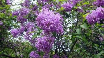 Cool, arctic air in April, but quite a pleasant walk - My Actifit Report Card: April 17 2024