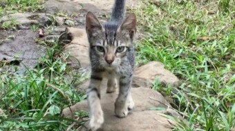 We Met The Sweetest Kitty Ever While Filming at a Waterfall in Costa Rica Today!