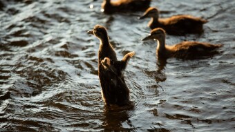 Duck Race