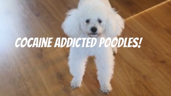 Hey Pooch! How HIGH Can You Jump?