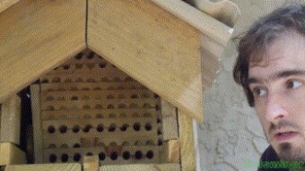A closer look at Solitary Bees Part 8: Final thoughts for the season