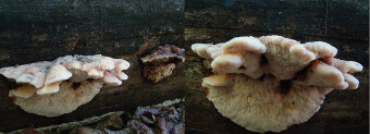 Mushrooms occurring in Europe - Amylocystis lapponica