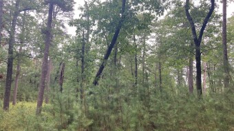 Hiking At Wharton State Forest