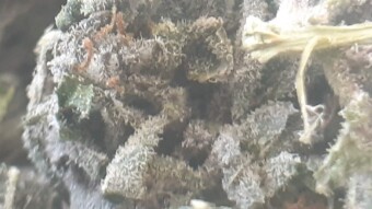 Lavender - cannabis - strain review