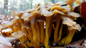 Edible autumn mushrooms - yellowfoot, funnel chanterelle