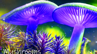 Mushrooms occurring in Europe - Inonotus nidus-pici