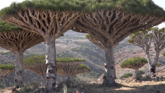 Socotra, an island out of this world, a forgotten wonder of the world
