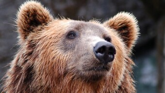 Learning Technical Analysis #3 | Bearish Patterns