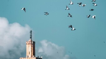 The Crisis of Birds in a Mechanical City: A Silent Environmental Collapse