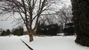 A slight thaw and strong gusty wind, not very good conditions for a walk - My Actifit Report Card: January 15 2024