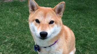 The SHIB Awakens