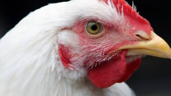 Ahem! I’m Baaack! Got another new hobby: Raising Chickens at home - for the first time! "Lessons Learned"...