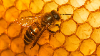 Buying and Installing Bee Packages