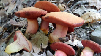Little known edible mushrooms - Rubinoboletus rubinus