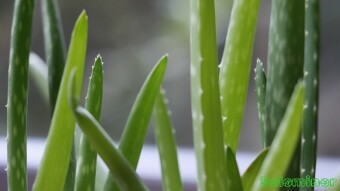 Succulents by sunny windows - Macro Photography