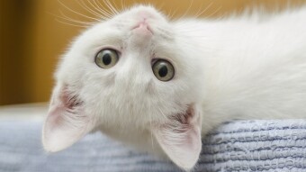 Benefits of Homeopathy for Animals