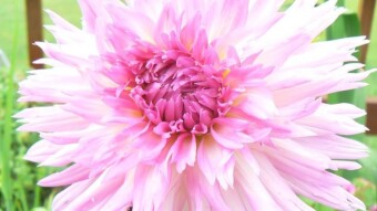 What I Really Like Is Gardening