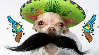 Andale! Andale! Ariba! Ariba! Que Viva El Mexico! Que Vivan Las Chihuahuas!!!