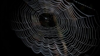 If the Movement of Bitcoin Is Just a Trap ?