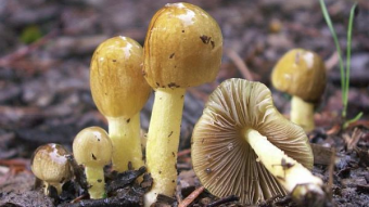 Mushrooms occurring in Europe - Bolbitius titubans var. titubans
