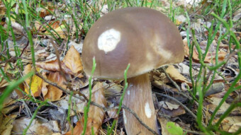 Memories from last year's mushroom picking in the Jura