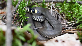 The reptile is not so scary - forest surprises