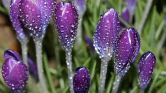 Psalm - The promises of the LORD are promises that are pure - Daily Bible Reading: Tuesday, August 24, 2021