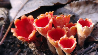 Mushrooms like ripe flowers - Microstoma protractum