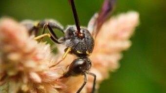 Macrophotography of the insect