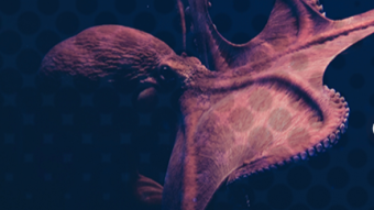 Music Production || Octopus - Aleister