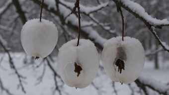 "Ghost apples are not edible. They form when freezing rain coats rotting apples on trees. As the apple turns mushy in the cold, it slips out, leaving an icy shell. When the ice melts, the pulp falls away, leaving a translucent, ghostly husk.