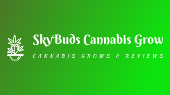 how-to-germinate-cannabis-seeds
