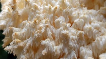 A mushroom like frozen pins of ice - Hericium clathroides