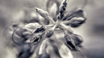 Black & White Macro Photography Session