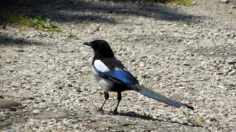 Today we had some interesting encounters with birds - My Actifit Report Card: June 7 2024