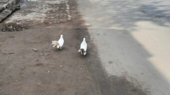 Pigeon on the road