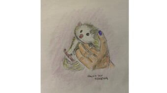 Hanna the Hedgehog