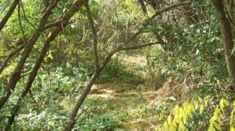River Hiking - Rio Schiaviroli (Northen Italy) (part 2-to reach the riverbed despite of the tangled vegetation)