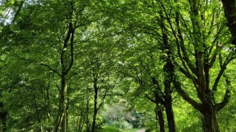 Het Elsenburgerbos: Rijswijk (NETHERLANDS)