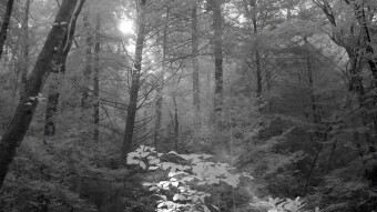 Sun rays passing through trees - Infrared Photography