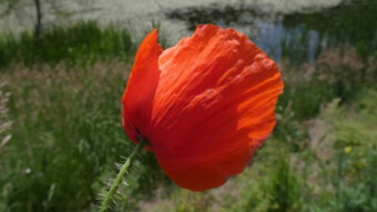 Field poppy. Is it narcotic? Can you get opium and morphine out of it?