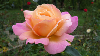 Poland, Silesia Park, Rosarium