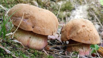 They are already here! - First May boletus - Boletus erythropus (Borowik ceglastopory)