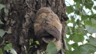 Great Horned Owl Family