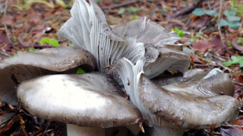 Edible March mushrooms - March mushroom