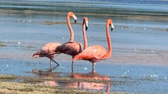 Dusting off memories: The pink spectacle of Mexico's flamingos
