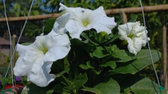 Pituniya Flower Photography.