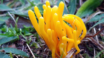 Clavaria argillacea - Mushrooms like sea anemones