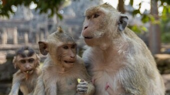 Chango viejo no aprende maroma nueva / Old monkey doesn't learn a new acrobatic